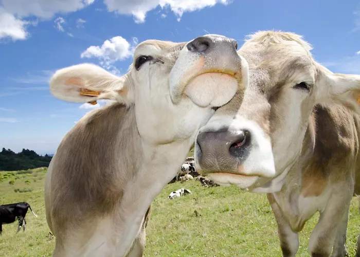 Apartament Belvita *